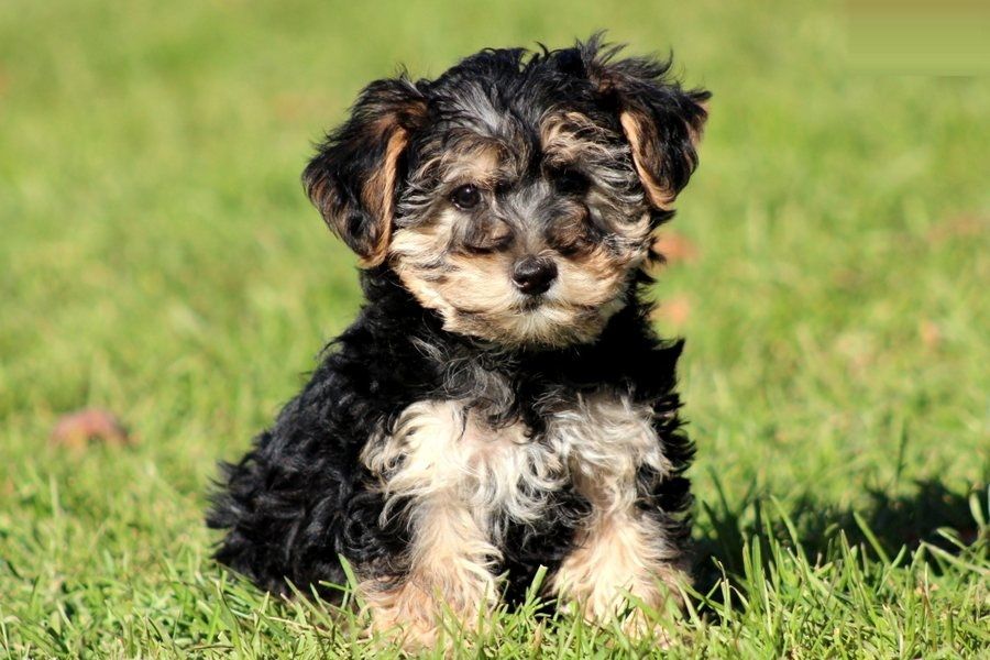 Yorkie Poo