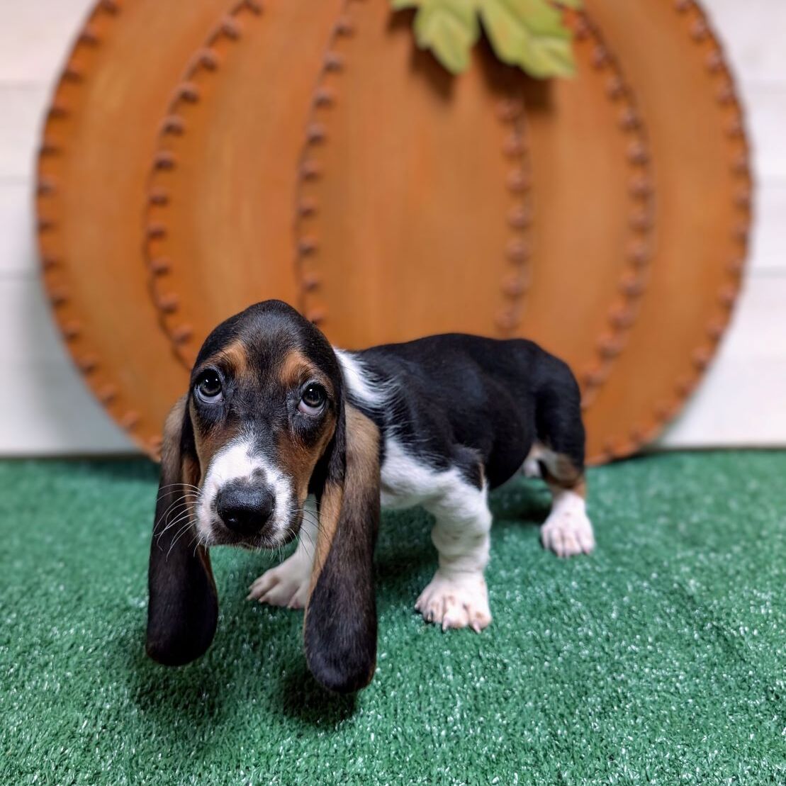 Find Basset Hound Puppies Puppies Pete