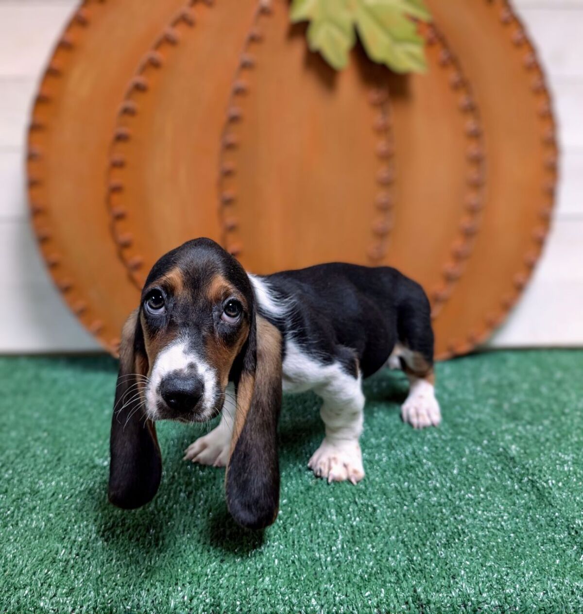 Hopezookingston French Bulldog Therapy Dog Puppies Fun Facts About