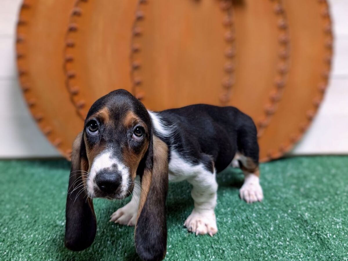 Black And White Hound Puppy Hound Dog Blue And White Basset Hound