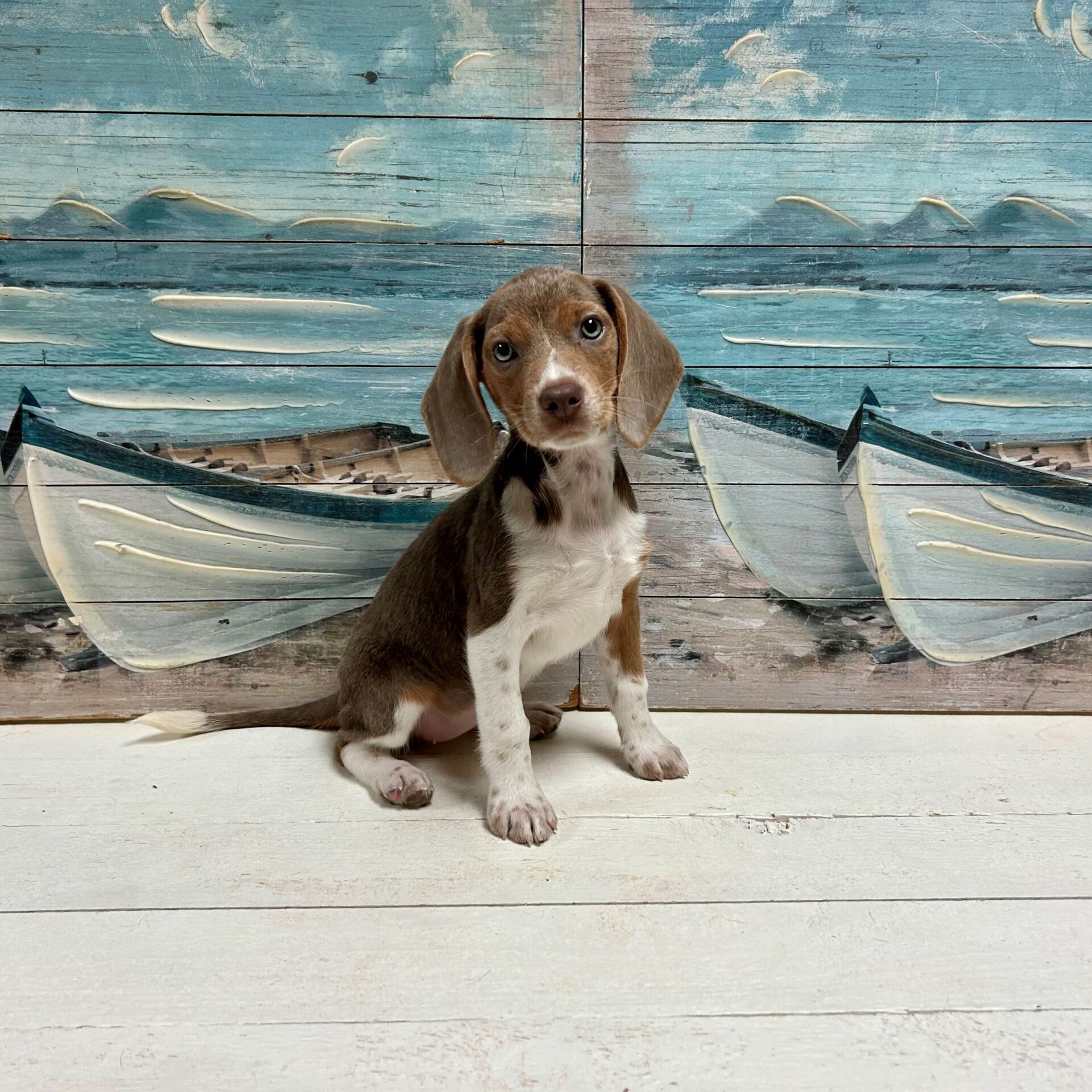 Biggest Beagle Huge Beagle Pekingese Large Beagle Mix Puppy