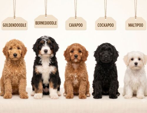 Why Designer Dog Breeds Are More Popular Than Ever