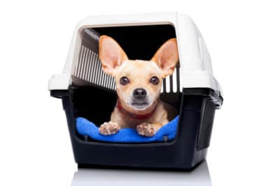 Chihuahua puppy inside crate