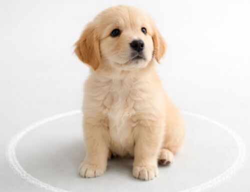 How to Verify a Responsible Pet Retailer: A Practical Guide for Future Puppy Parents