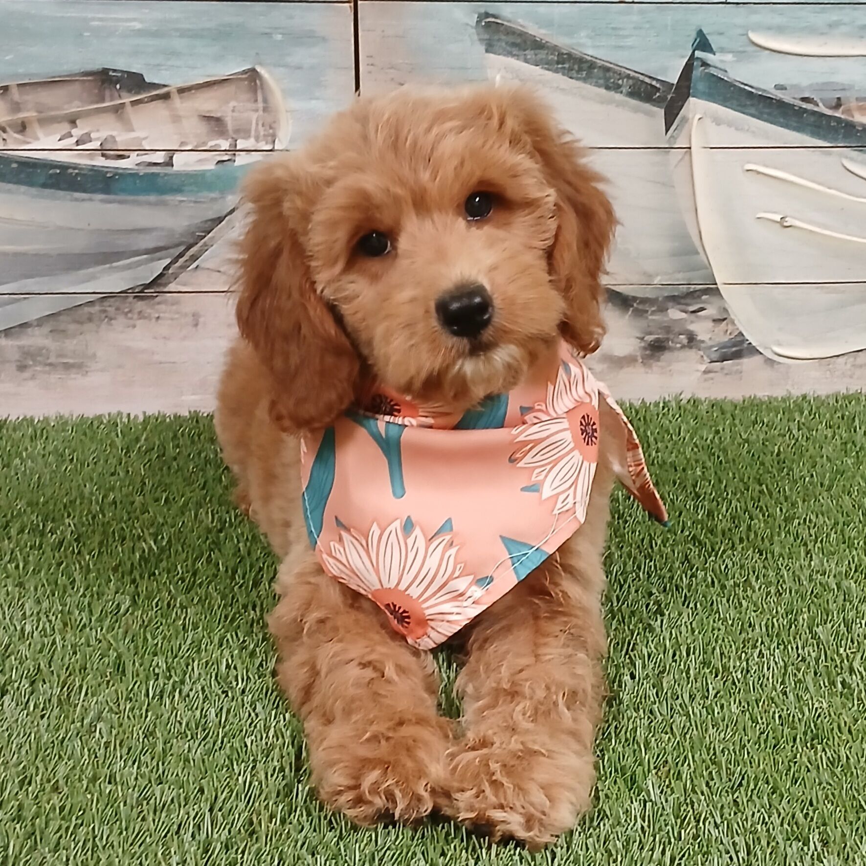 Mini Goldendoodle Puppy Goldendoodle Bandana Find Mini