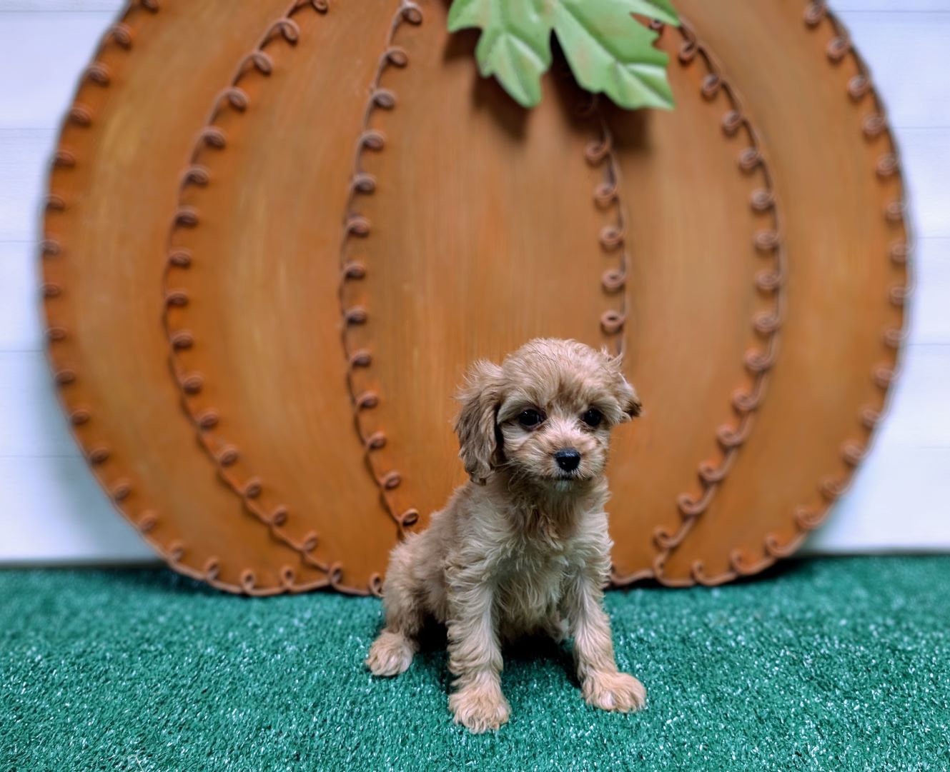 Mini Comfort Retriever