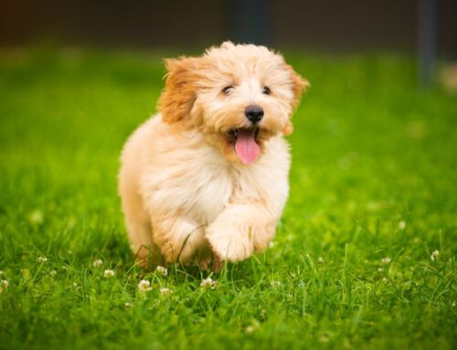 Are Pet Stores Regulated or Inspected? What Every Puppy Parent Should Know