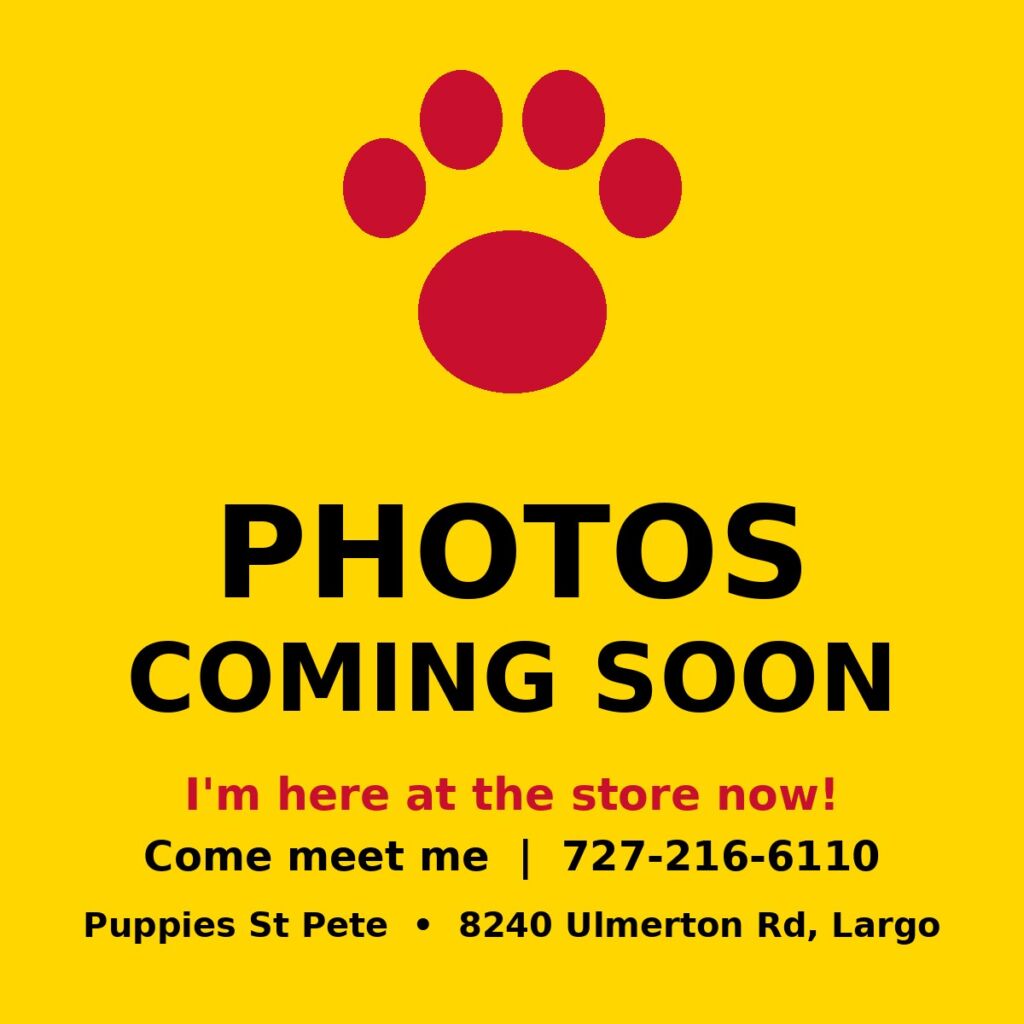 Female Goldendoodle, black, born August 13, 2026. Photos coming soon! Call 727-216-6110 or visit us at 8240 Ulmerton Rd, Largo to meet her.