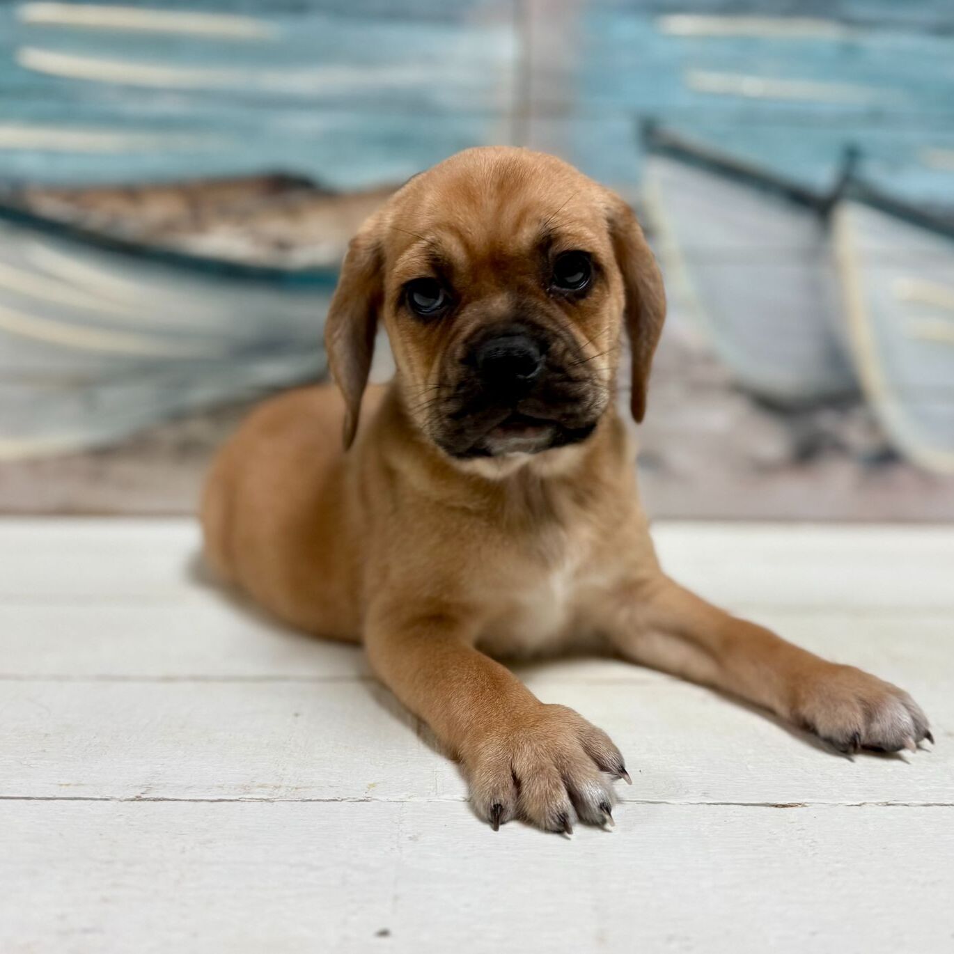 Pug And Beagle Mix Price Puggle Kijiji