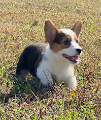 Pembroke Welsh Corgi