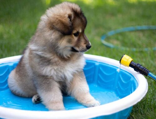 The Ultimate Summer Bucket List For Your Puppy
