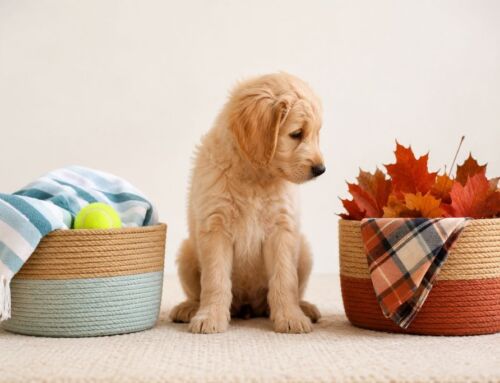 Summer vs. Fall: A Dog’s Completely Biased Review