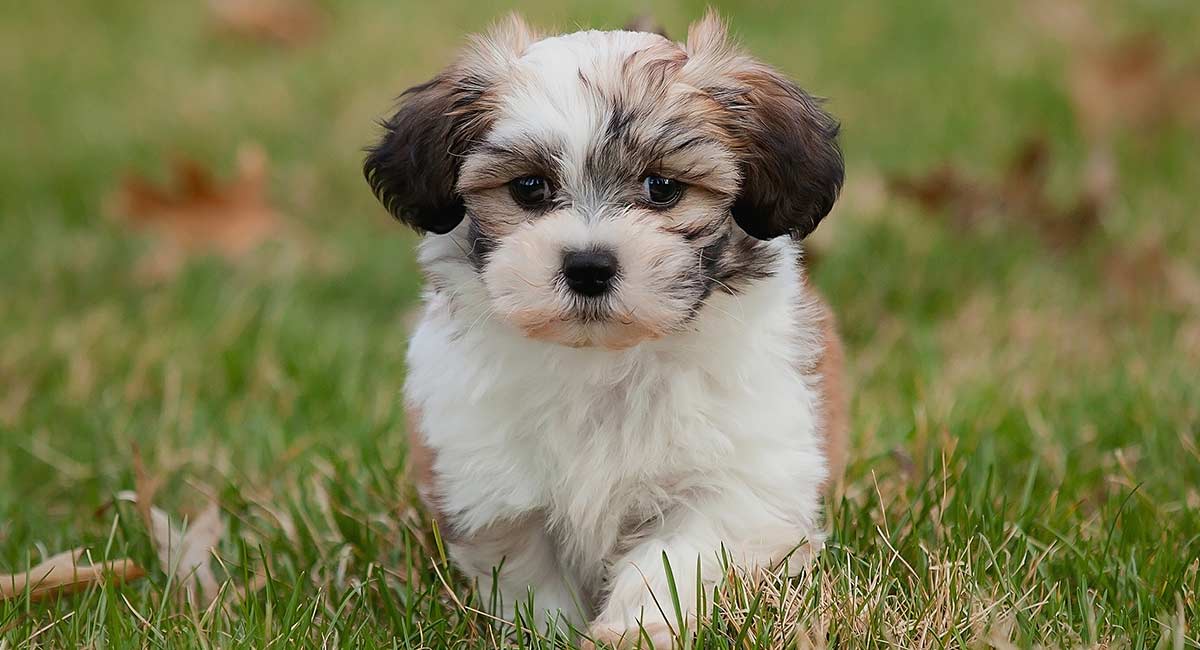 Teddy bear small pups are your new fur baby